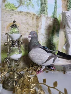 Gallery photo 2 for Ivy