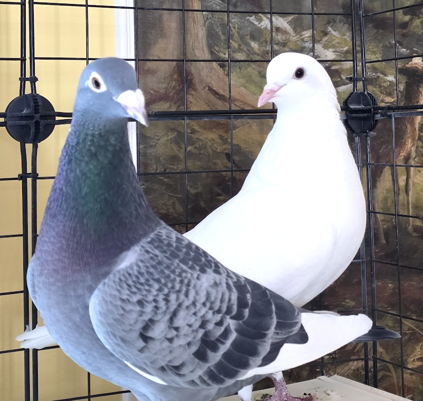 Sweetie and Bond