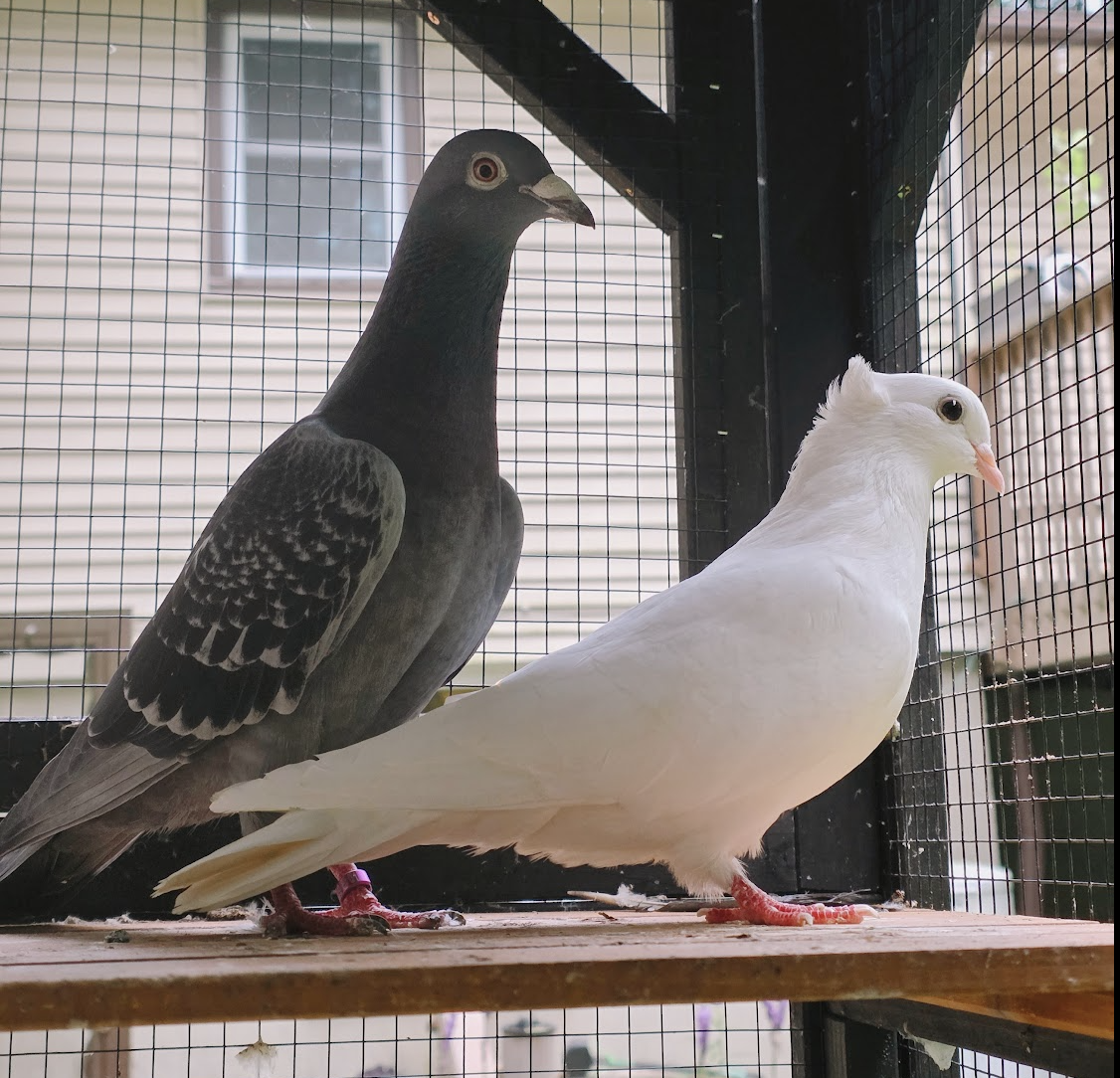 Radar and Echo