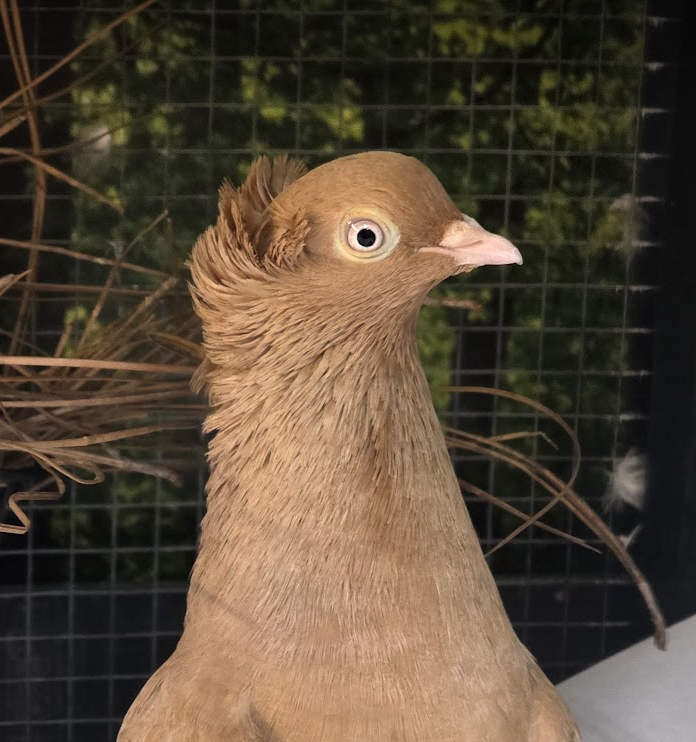 Chicken