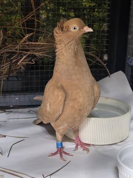 Gallery photo 1 for Chicken