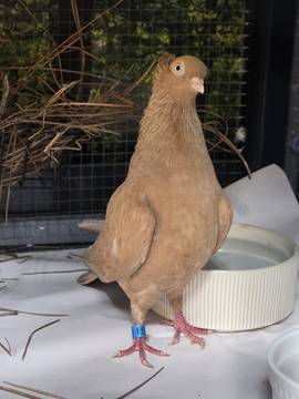 Gallery photo 2 for Chicken