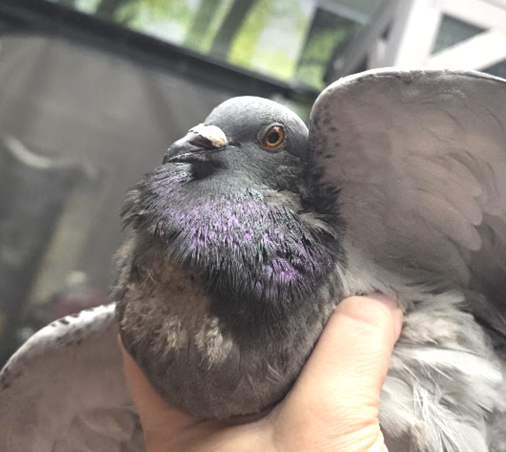 Lil Caesar