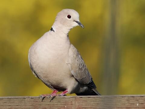 Eurasian Collared Doves