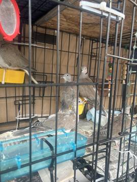 Gallery photo 1 for Eurasian Collared Doves