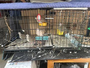 Gallery photo 2 for Eurasian Collared Doves