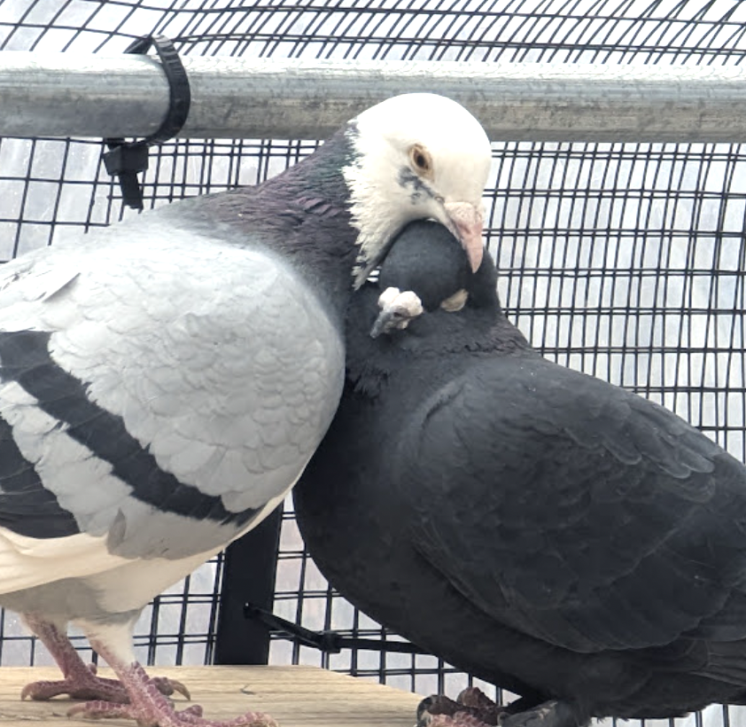 Bald Eagle & Raven